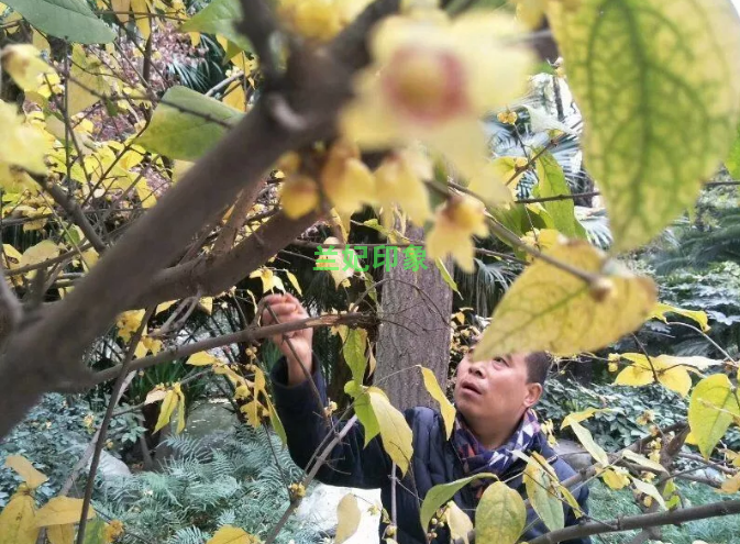 兰妃印象纯天然腊梅花茶：凌寒独放